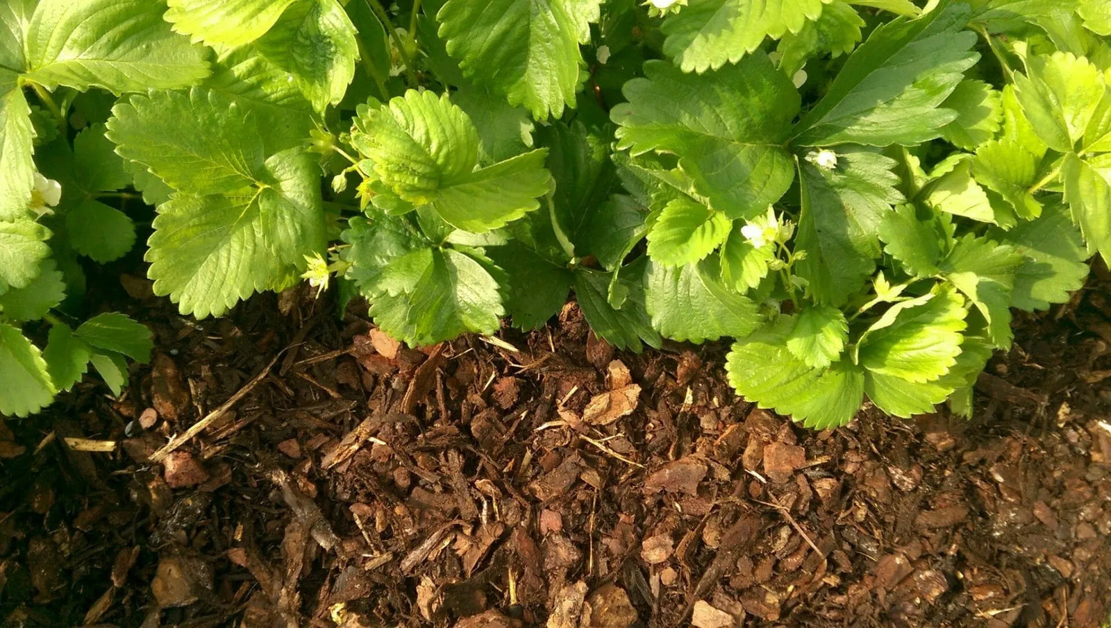 Why using bark chippings means less garden maintenance for you