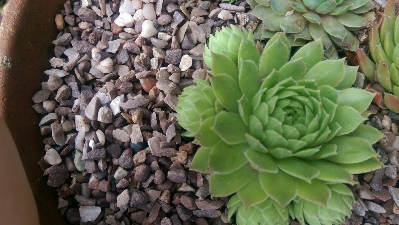 Why decorative pebbles are the solution for a low-maintenance garden!