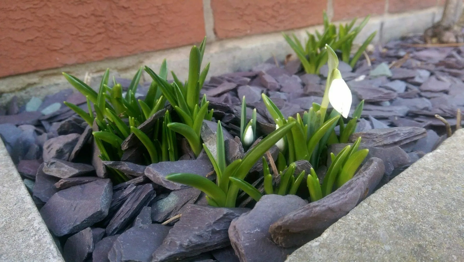 Creating an Attractive Front Garden with Slate Chippings