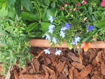 Why bark chippings are the perfect solution to low-cost gardening for your home